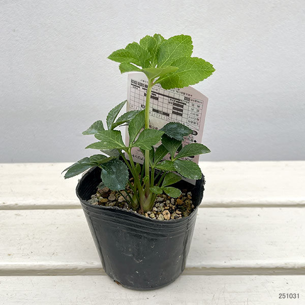 高正園さんのクリスマスローズ：シングル　ピンク3号ポット