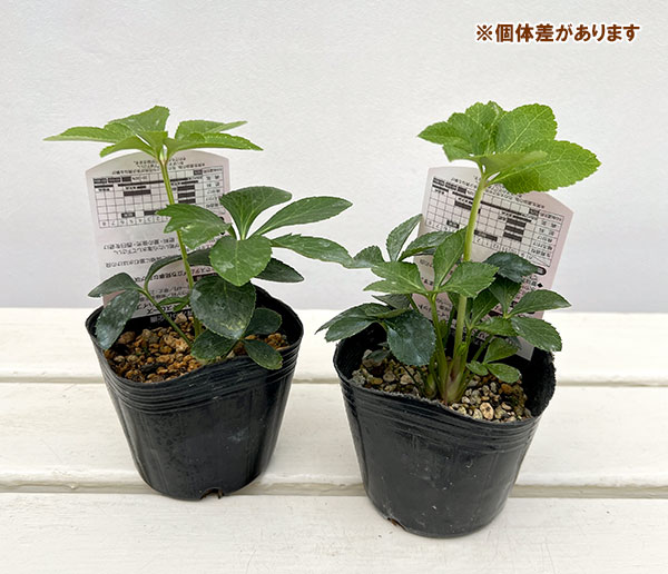 高正園さんのクリスマスローズ：シングル　ピンク3号ポット