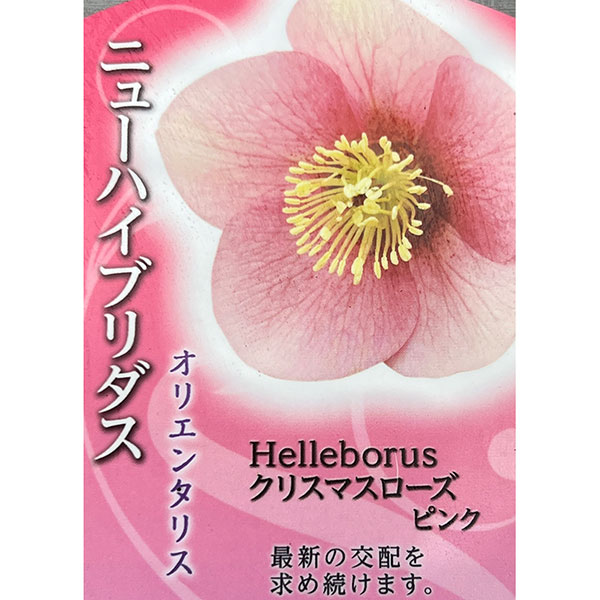 高正園さんのクリスマスローズ：シングル　ピンク3号ポット