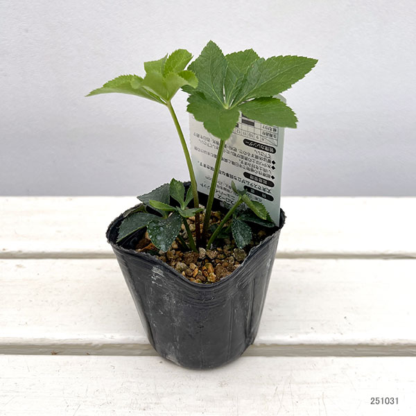 高正園さんのクリスマスローズ:シングル ホワイトフラッシュ3号ポット