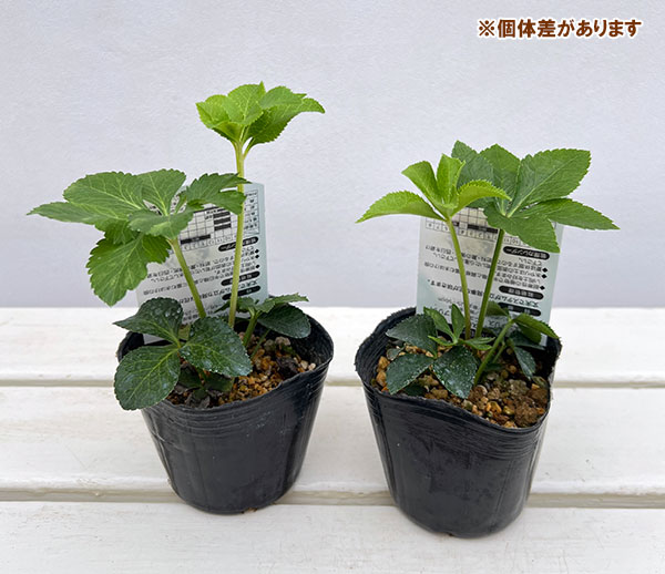 高正園さんのクリスマスローズ:シングル ホワイトフラッシュ3号ポット