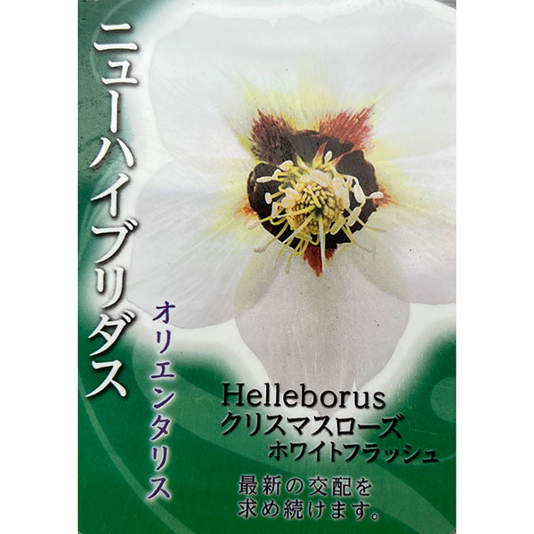 高正園さんのクリスマスローズ:シングル ホワイトフラッシュ3号ポット