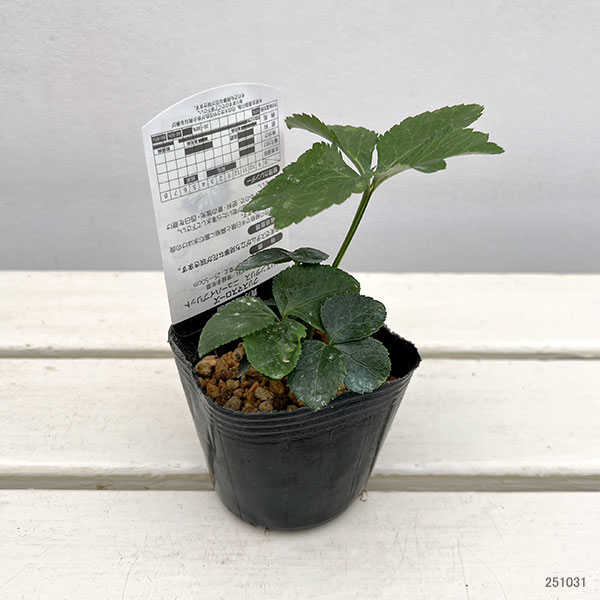 高正園さんのクリスマスローズ：シングル　イエローフラッシュ3号ポット