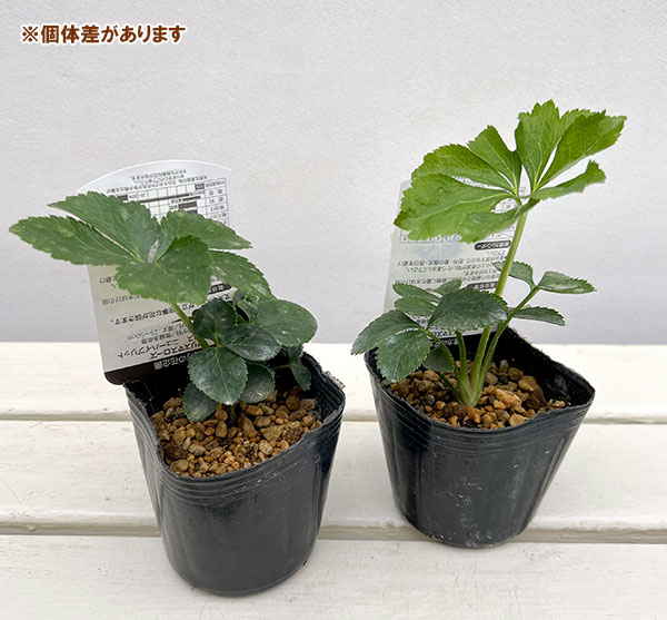 高正園さんのクリスマスローズ：シングル　イエローフラッシュ3号ポット