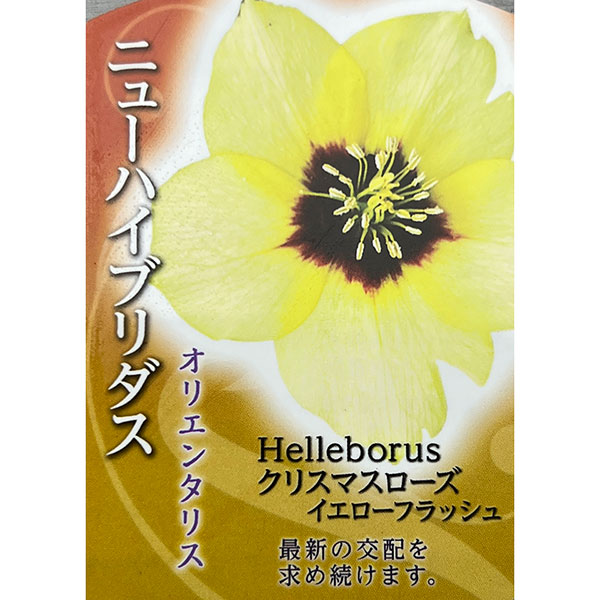 高正園さんのクリスマスローズ：シングル　イエローフラッシュ3号ポット