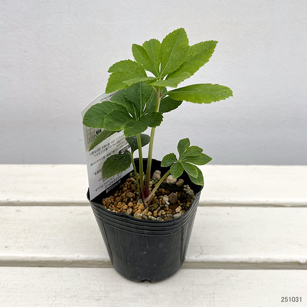 高正園さんのクリスマスローズ：シングル　ピコティ3号ポット