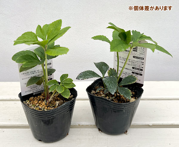 高正園さんのクリスマスローズ：シングル　ピコティ3号ポット