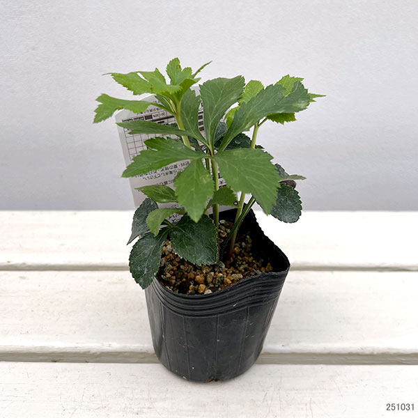 高正園さんのクリスマスローズ：シングル　レッド3号ポット