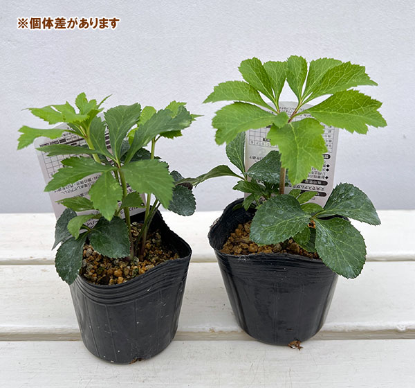 高正園さんのクリスマスローズ：シングル　レッド3号ポット