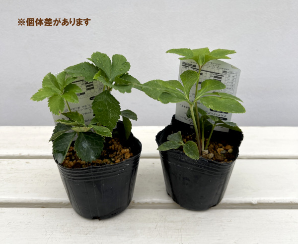 高正園さんのクリスマスローズ：ダブルイエロー3号ポット