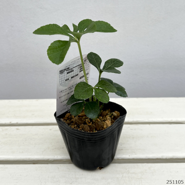 高正園さんのクリスマスローズ:ダブルバイカラー3号ポット