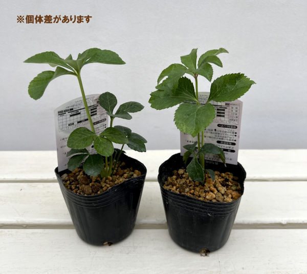 高正園さんのクリスマスローズ:ダブルバイカラー3号ポット