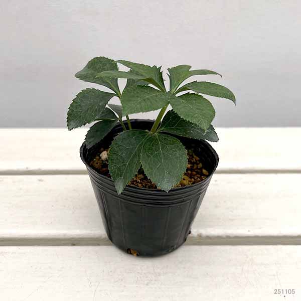 高正園さんのクリスマスローズ：ダブルホワイトスポット3号ポット