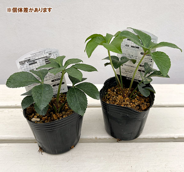 高正園さんのクリスマスローズ：ダブルホワイトスポット3号ポット