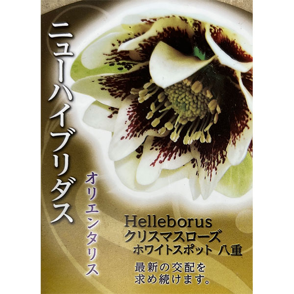 高正園さんのクリスマスローズ：ダブルホワイトスポット3号ポット