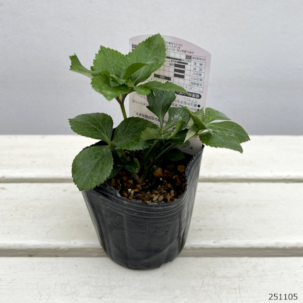 高正園さんのクリスマスローズ：ダブルピンク系（A）3号ポット