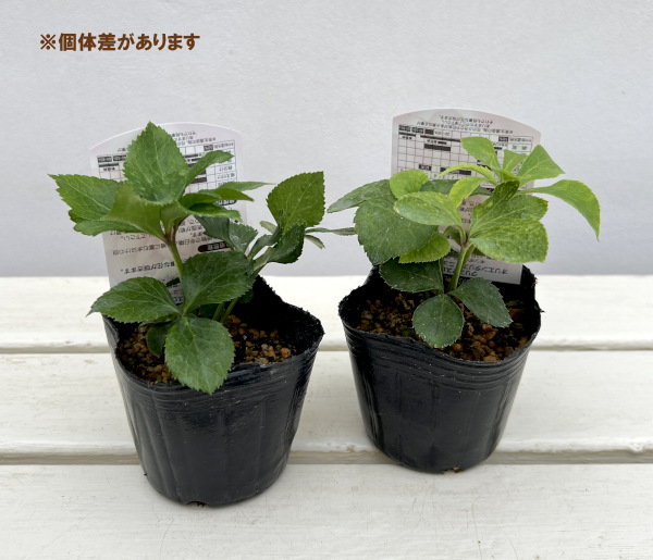 高正園さんのクリスマスローズ：ダブルピンク系（A）3号ポット