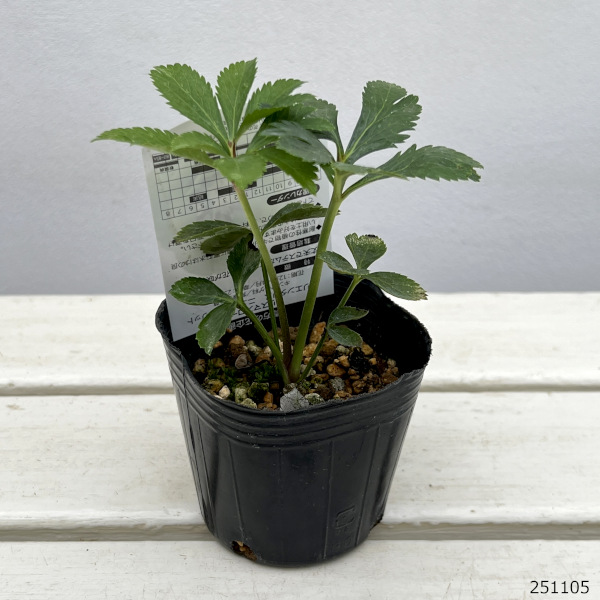 高正園さんのクリスマスローズ:ダブルグリーン3号ポット