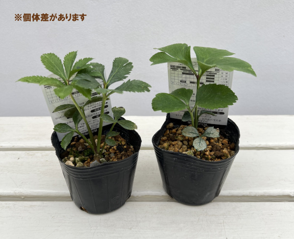 高正園さんのクリスマスローズ:ダブルグリーン3号ポット