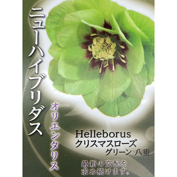 高正園さんのクリスマスローズ:ダブルグリーン3号ポット