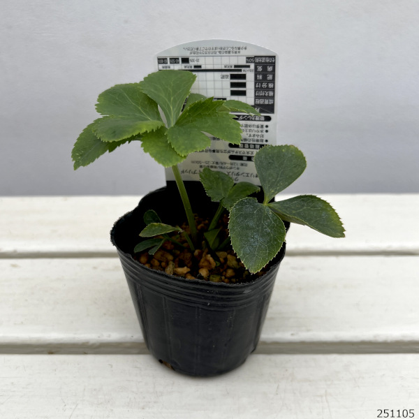 高正園さんのクリスマスローズ：ダブル・セミダブル　オーレア系3号ポット