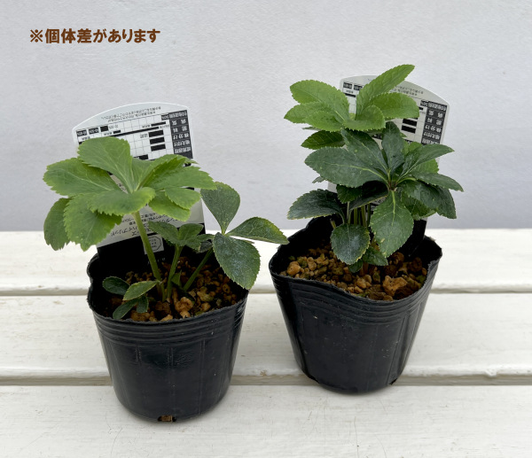 高正園さんのクリスマスローズ：ダブル・セミダブル　オーレア系3号ポット