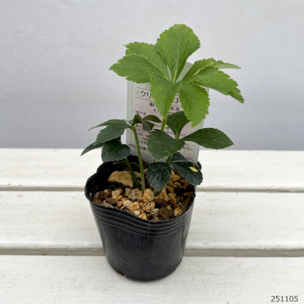 高正園さんのクリスマスローズ:ダブル ピンク3号ポット