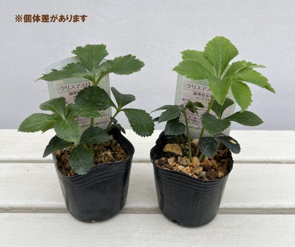 高正園さんのクリスマスローズ:ダブル ピンク3号ポット