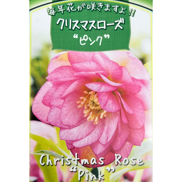 高正園さんのクリスマスローズ:ダブル ピンク3号ポット