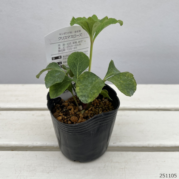 高正園さんのクリスマスローズ：ダブル　ホワイトピコティ3号ポット
