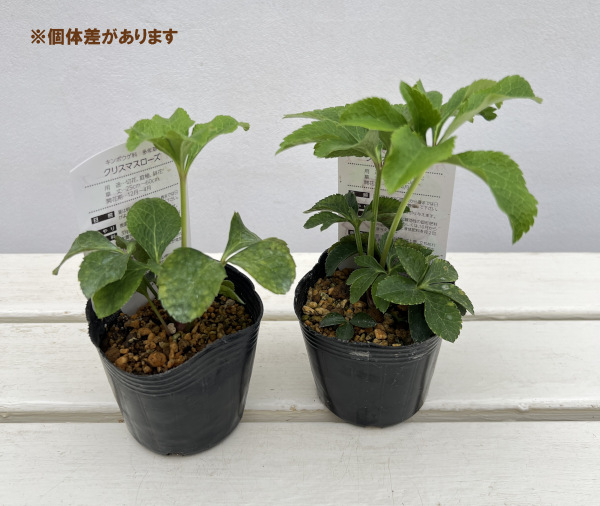 高正園さんのクリスマスローズ：ダブル　ホワイトピコティ3号ポット