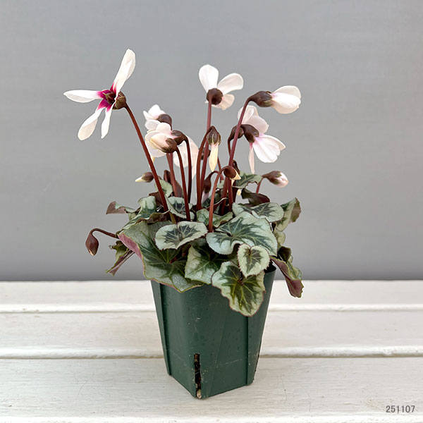 シクラメン:アンジュ(ホワイト系)2.5号ポット