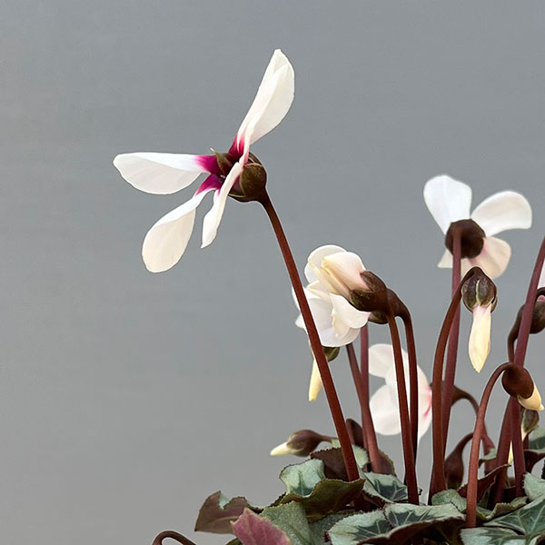 シクラメン:アンジュ(ホワイト系)2.5号ポット