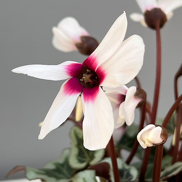 シクラメン:アンジュ(ホワイト系)2.5号ポット