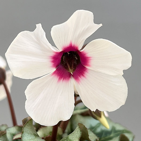 シクラメン:アンジュ(ホワイト系)2.5号ポット