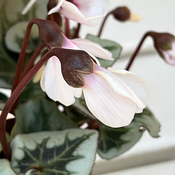 シクラメン:アンジュ(ホワイト系)2.5号ポット