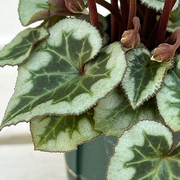 シクラメン:アンジュ(ホワイト系)2.5号ポット