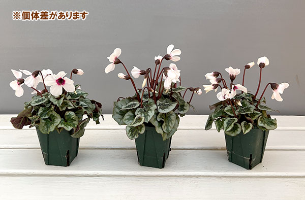 シクラメン:アンジュ(ホワイト系)2.5号ポット