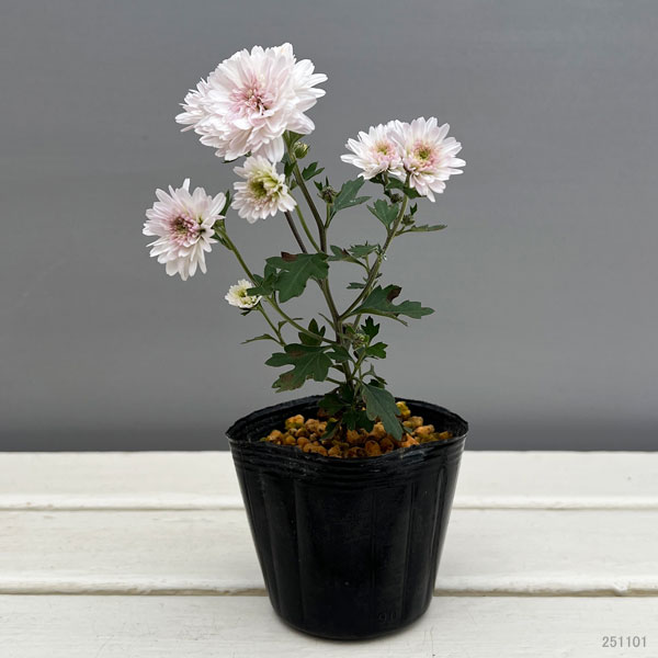 キク：千重咲リュウノウギク3号ポット[10月頃開花　秋に咲く野生菊　薄桃色の千重咲き]