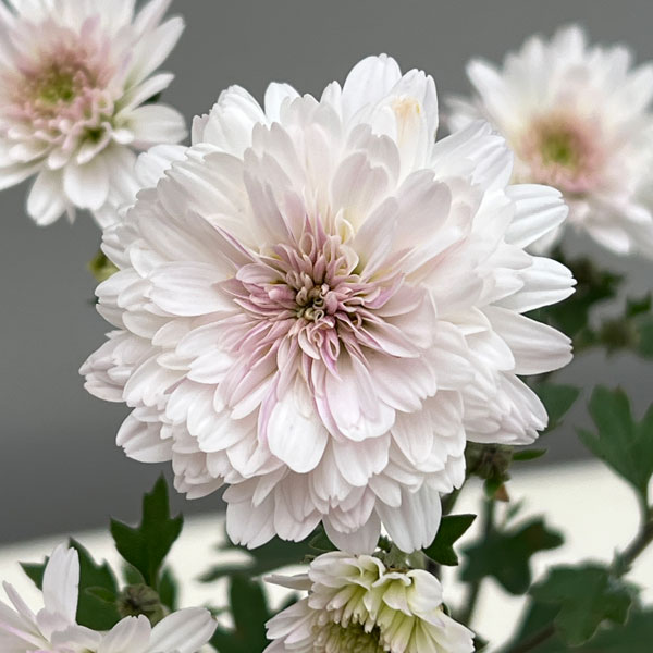 キク：千重咲リュウノウギク3号ポット[10月頃開花　秋に咲く野生菊　薄桃色の千重咲き]