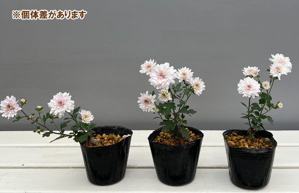 キク：千重咲リュウノウギク3号ポット[10月頃開花　秋に咲く野生菊　薄桃色の千重咲き]