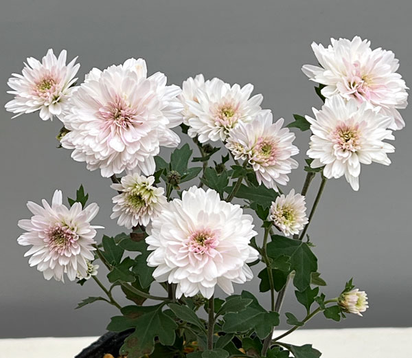 キク：千重咲リュウノウギク3号ポット[10月頃開花　秋に咲く野生菊　薄桃色の千重咲き]