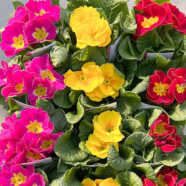 プリムラ・ポップル　花色ミックス3.5号ポット