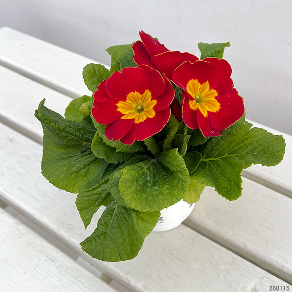 プリムラ・ポップル　花色ミックス3.5号ポット