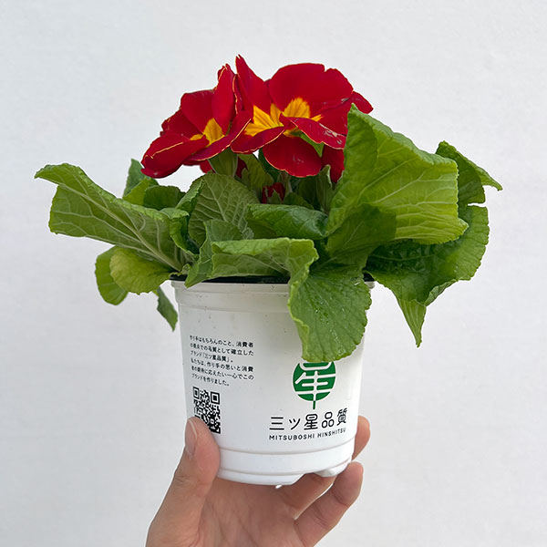 プリムラ・ポップル　花色ミックス3.5号ポット