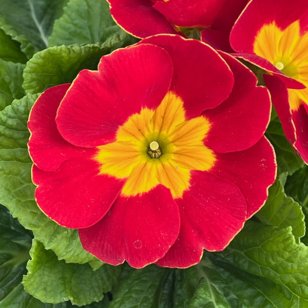 プリムラ・ポップル　花色ミックス3.5号ポット