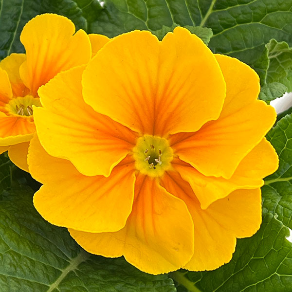 プリムラ・ポップル　花色ミックス3.5号ポット