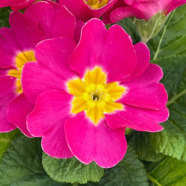 プリムラ・ポップル　花色ミックス3.5号ポット