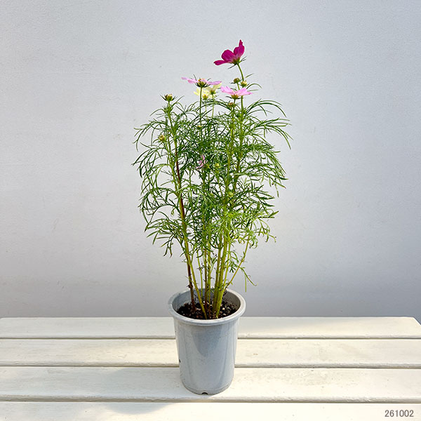 コスモス:花色ミックス4号鉢植え