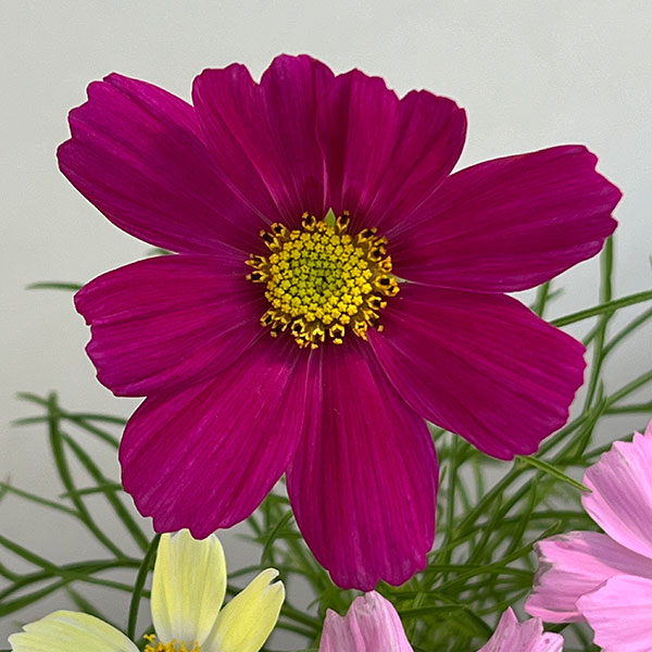 コスモス:花色ミックス4号鉢植え